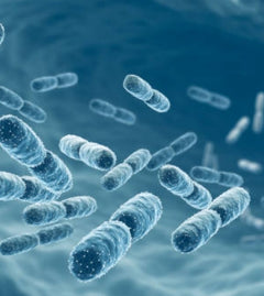 Probiotic Blend