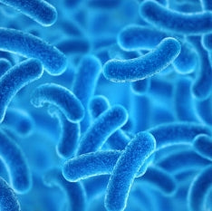 Lactobacillus Acidophilus